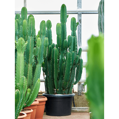 Растение горшечное Молочай/Euphorbia ingens