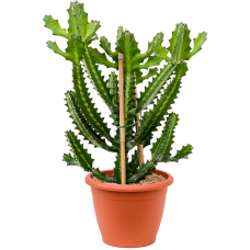 Euphorbia lactea