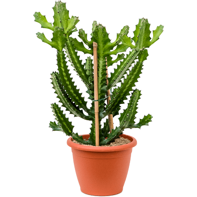 Растение горшечное Молочай/Euphorbia lactea