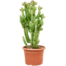Euphorbia lactea 'Compacta'