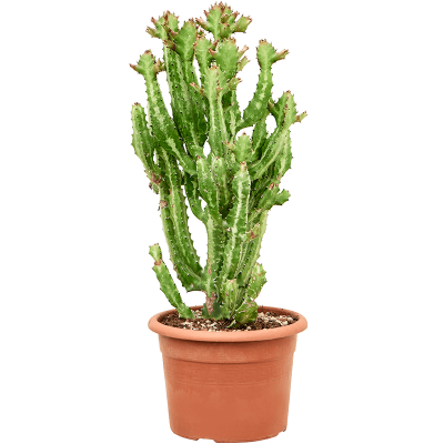 Растение горшечное Молочай/Euphorbia lactea 'Compacta'