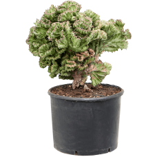 Euphorbia lactea 'Cristata' (50-70)