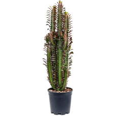 Euphorbia trigona 'Rubra'