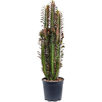 Растение горшечное Молочай/Euphorbia trigona 'Rubra'