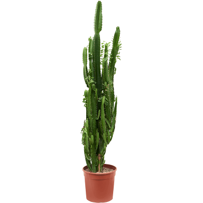 Растение горшечное Молочай/Euphorbia trigona