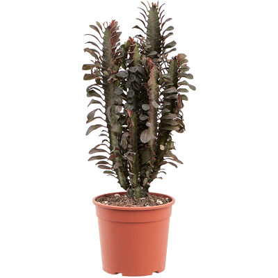 Растение горшечное Молочай/Euphorbia trigona 'Rubra'