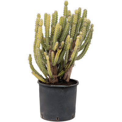 Растение горшечное Молочай/Euphorbia zoutpansbergensis