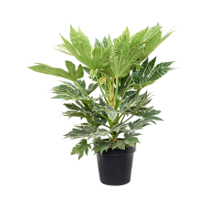 Fatsia japonica 'Spider Web'