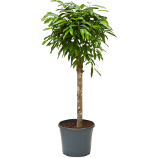 Ficus binnendijkii 'Amstel King'