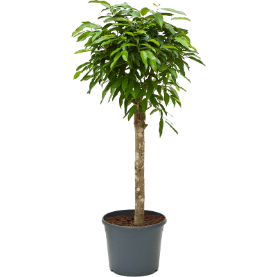 Растение горшечное Фикус/Ficus binnendijkii 'Amstel King'