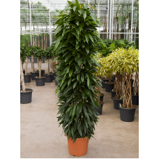 Ficus binnendijkii 'Amstel King'