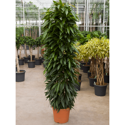 Растение горшечное Фикус/Ficus binnendijkii 'Amstel King'