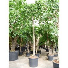 Ficus benghalensis