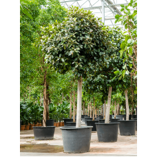 Ficus rubiginosa 'Australis'