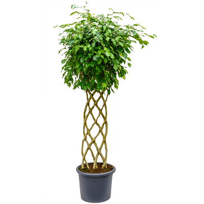 Растение горшечное Фикус/Ficus benjamina