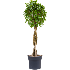 Ficus benjamina 'Columnar'