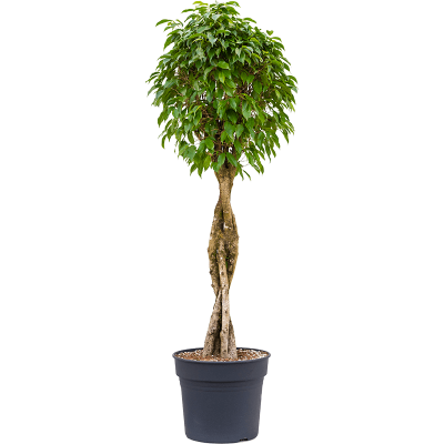 Растение горшечное Фикус/Ficus benjamina 'Columnar'