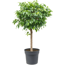 Ficus benjamina columnar