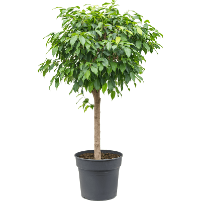 Растение горшечное Фикус/Ficus benjamina 'Columnar'