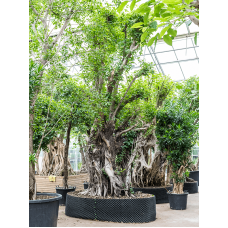 Ficus concinna