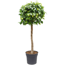 Ficus danielle