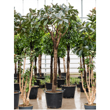 Ficus elastica 'Abidjan'