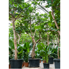 Ficus lyrata
