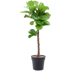 Ficus lyrata