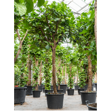 Ficus lyrata