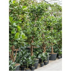 Ficus lyrata