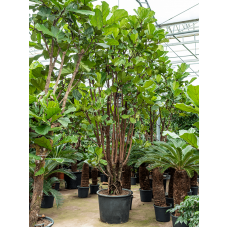 Ficus lyrata