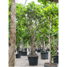 Ficus lyrata