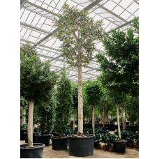 Ficus macrophylla