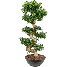 Ficus microcarpa compacta