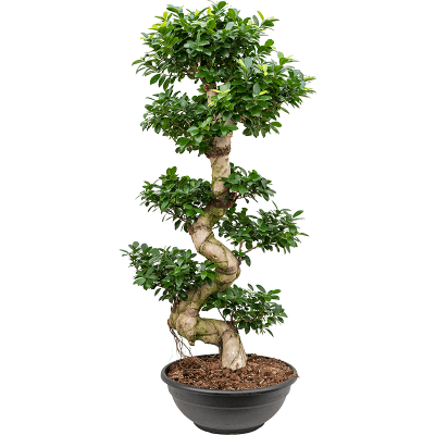 Растение горшечное Фикус/Ficus microcarpa compacta