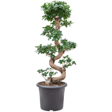 Ficus microcarpa 'Compacta'