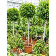 Ficus microcarpa 'Moclame'