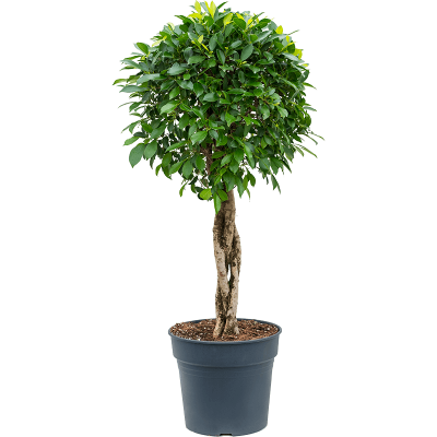 Растение горшечное Фикус/Ficus nitida