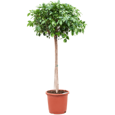 Ficus microcarpa ‘Nitida’