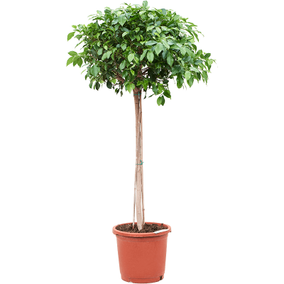 Растение горшечное Фикус/Ficus microcarpa ‘Nitida’