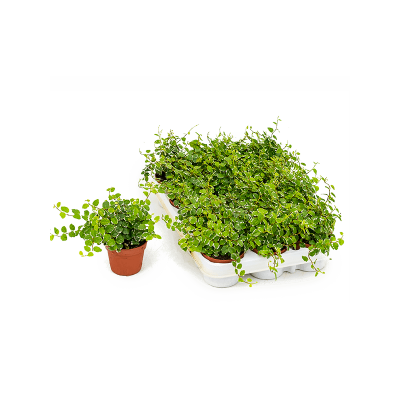 Растение горшечное Фикус/Ficus pumila (repens) 'White Sunny' 18/tray