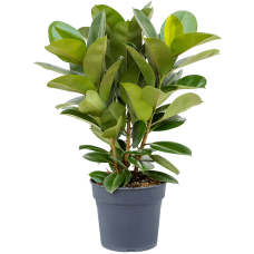 Ficus elastica 'Robusta'