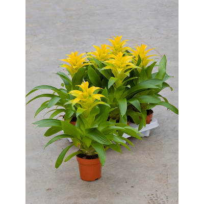 Растение горшечное Гузмания/Guzmania 'Diana' 6/tray