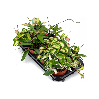 Растение горшечное Хойя/Hoya carnosa mix 8/tray