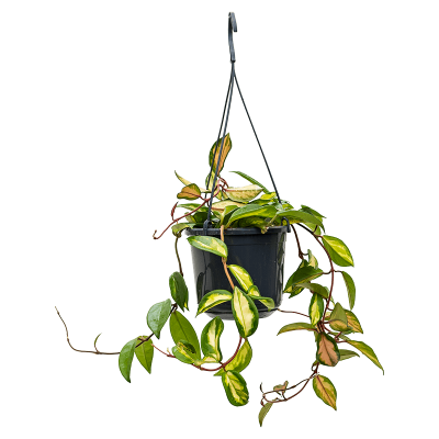 Растение горшечное Хойя/Hoya carnosa 'Tricolor'