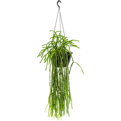 Растение горшечное Баранец/Huperzia nummulariifolia