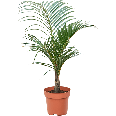 Растение горшечное Гиофорба/Hyophorbe verschaffeltii