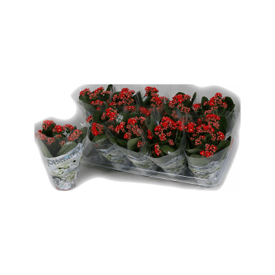 Растение горшечное Каланхое/Kalanchoe blossfeldiana 10/tray