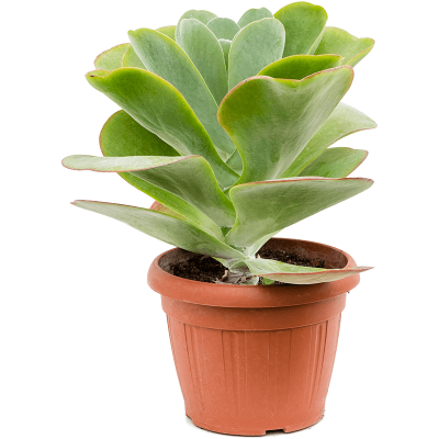 Растение горшечное Каланхое/Kalanchoe tubiflora