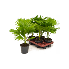 Livistona rotundifolia 4/tray